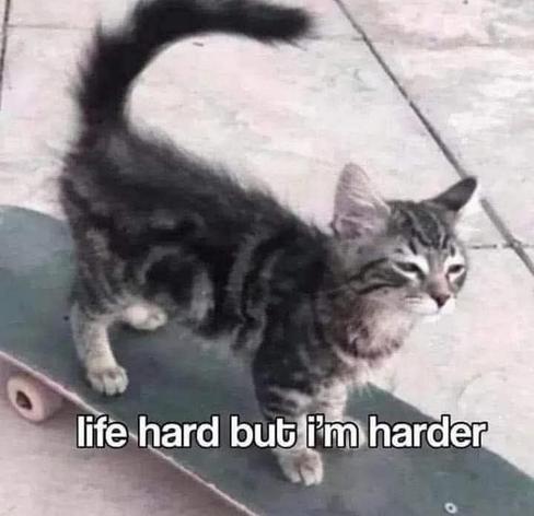 there is a cat skating.. and says: life hard but im harder
