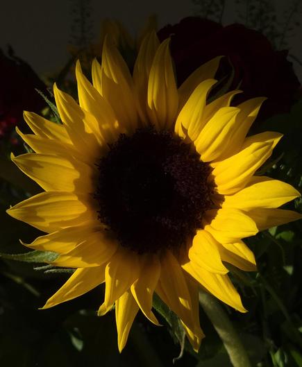 A close-up of a sunflower indoors, illuminated by the sun outside, which is already quite low in the sky. The title refers to a Norwegian children’s song: 
Sol ute, sol inne.
Sol i hjertet,
Sol i sinnet,
Sol, bare sol.
(English)
Sun outside, sun inside,
Sun in the heart,
Sun in the mind,
Sun, only sun.