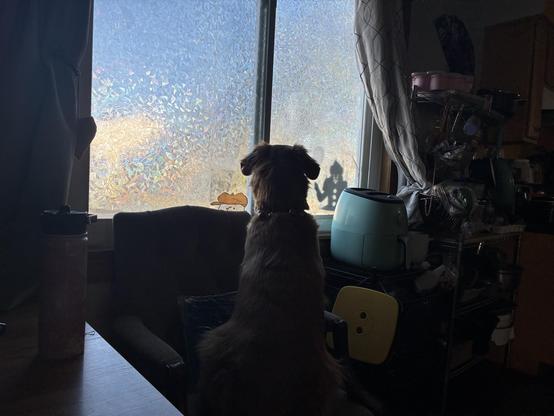 This picture was taken from behind. Phoenix, a large reddish blonde golden retriever is sitting on a tan upholstered armchair, facing the window, watching for Callisto to come home from her Funwalk. The window is covered with a frosted film that makes rainbows from the light coming inside and which keeps my nosey-ass neighbor from spying. Next to Phoenix is my turquoise airfryer on a wire shelf with a bunch of kitchen supplies around it and a hanging basket full of produce above it.