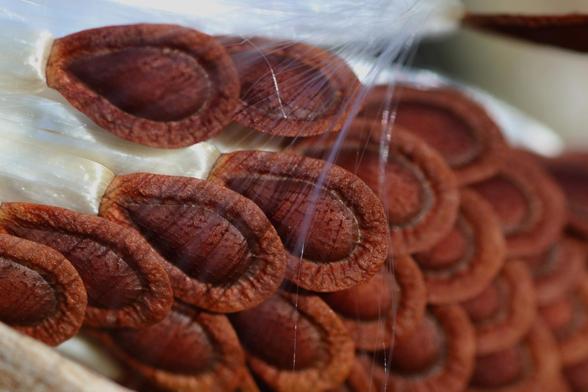 Macro photograph of milkweed seeds, brown-red in the shape of a drops of water, resembling watermelon seeds with an outline, still well aligned in rows inside their seed pod, like peacock feathers. The seeds are attached to their comas, which are long silky hairs that will serve as wings. A seed began to detach from the others and its white-blue hairs shine in the light.

Photographie macro de graines d'asclépiade, brun-rouge en forme de gouttes d'eau, ressemblant à des pépins de melon d'eau avec un contour, encore bien alignées en rangs à l'intérieur de leur gousse, comme des plumes de paon. Les graines sont attachées à leurs soies, soit de longs poils qui leur serviront d'ailes. Une graine a commencé à se détacher des autres et ses poils blanc-bleu brillent à la lumière.