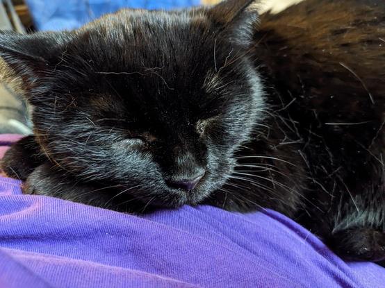 A black cat sleeping in my lap