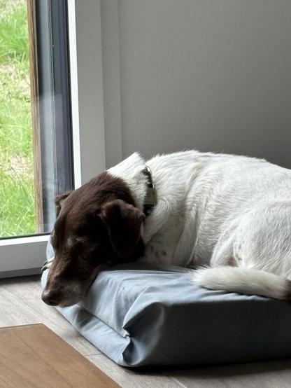 La chienne Lili posée sur son coussin.