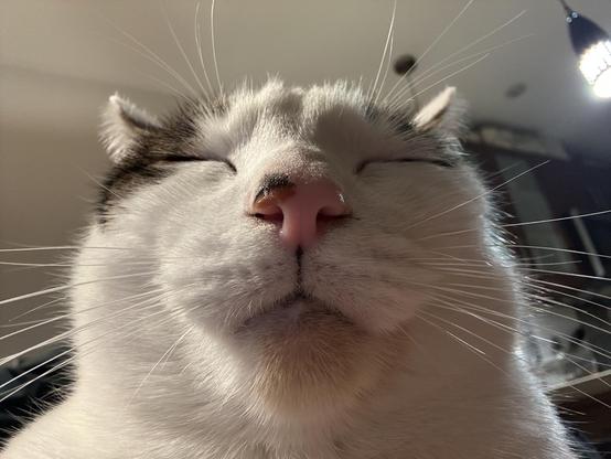Close up of a white cat, eyes closed, in all his glory, which is a lot, let’s be honest…!