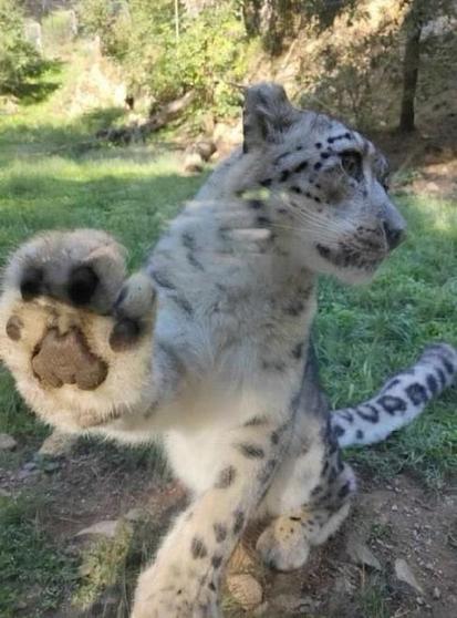Photo of a snow leopard with its paw up against some glass at a zoo enclosure, clearly showing off its four danger beans.