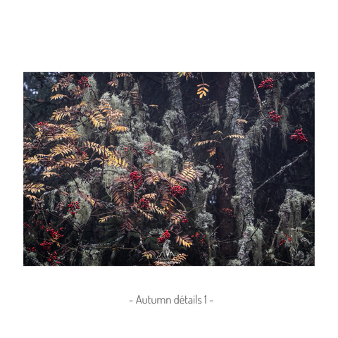 A rowan branch in a misty conifer forest, with yellow and russet autumn leaves and bright red berry clusters standing out against the dark background. Pale grey-green lichen covers the tree trunks, and strands of beard lichen hang from the branches. The photo sits in a white frame titled "Autumn détails 1."