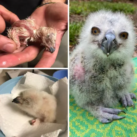 A 3 panel photo:

Top left shows the owl as a fresh hatchling, cradled in someone's fingers. The owl is blind and mostly pink with patches of natal down. It turns out owls get two stages of feathers before their juvenile feathers come in. The first stage shown here is stringy surf blonde feathers. Kinda like Owen Wilson but full body, and sparser.

Panel 2 below shows a dandelion seed head, sometimes called a blowball or puffball. This particular one has a beak. Jk, it's the owl some days later in the second stage of down and he's bearing a fluffy white coat. He's still blind, sat on white paper towels in a light blue plastic bowl.

Panel 3 (vertical): I've used the metaphor "strawberries after 24 hours in the fridge" and I'll use it again. At 10 days old, the owl chick has fuzzy white texture all over, with darker patches across the chest, which may be the beginnings of juvenile feather growth. He's outdoors, before a grassy background, and sits upon a minty green towel with yellow patterns reminiscent of Conway's game of life. One foot is flat on the towel, the other is twisted, and limp purple toes point inward, so his backside is the main thing keeping him upright. His eyes are open, almond shaped and I wanna say orange in colour, but in this light it's more like tea. Slightly milky and underbrewed tea. He's still more beak than bird, and wears an expression of contentment, like a little Buddha.