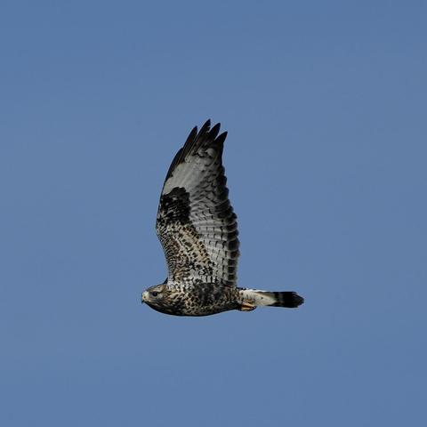 A flying buzzard seen from the side, it’s head is a tilted a tiny bit as if it’s glancing at the camera, the beak is chubby, fairly small and light yellow, the wing is lifted showing off a brown spotted inside, a broad white streak and then the dark border of the wing, the base of the tail is light but the tail is dark, the sky behind is a very bright blue.