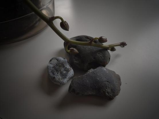 The flower stalk of an orchid with five buds hangs down and rests on some decorative stones on a white surface.