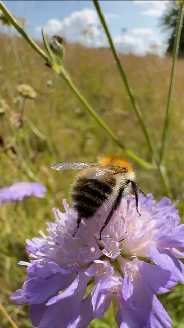Ginger-haired Common Carder bumblebee forages on a purple coloured Field Scabious flower growing in a summer meadow. Works all over the flower. Disappears behind the flower to emerge again over the top and take flight.