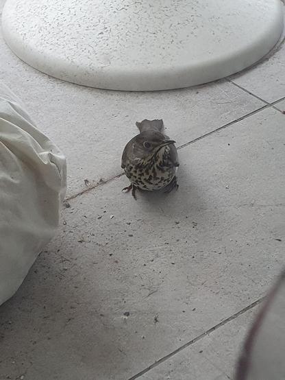 Oiseau au dos gris-brun et au ventre tacheté, posé sur une terrasse, vu de face. Sa tête est légèrement tournée pour mieux surveiller la personne qui la prend en photo.