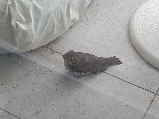 Le même oiseau vu de profil, toujours posé, le bec légèrement ouvert.