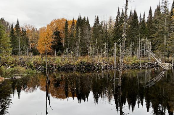 Photograph of a beaver dam in the middle of the forest in autumn, showing the lower water basin at the bottom of the photo, the dam and upper basin in the middle, and the orange and green forest behind, under a gray overcast sky. Dead trees with gray trunks stand out in the water. The entire landscape is reflected in the calm water at the bottom of the photo.

Photographie d'un barrage de castors au milieu de la forêt en automne, montrant le bassin d'eau inférieur au bas de la photo, le barrage et le bassin supérieur au milieu, et la forêt orange et verte derrière, sous un ciel gris couvert. Des arbres morts aux troncs gris se dressent dans l'eau. Tout le paysage se reflète dans l'eau calme en bas de la photo.