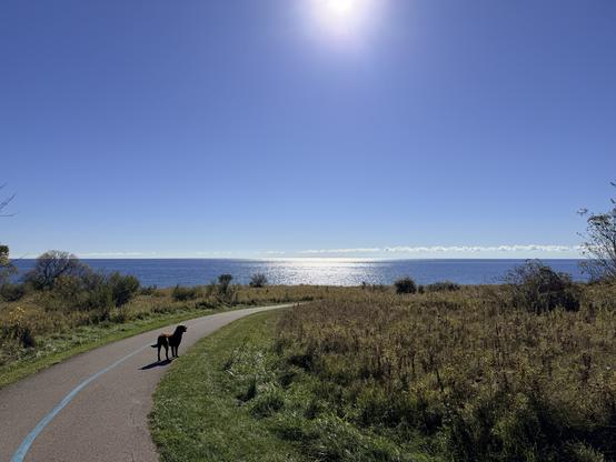 A paved path winds through a field of green and yellow grasses toward a large body of water under a clear blue sky. The asphalt path features a single blue line painted along one side, and a dark-colored dog is walking on the path. The sun is high in the sky, creating a bright reflection on the surface of the water. The horizon line separates the water from the expansive blue sky.