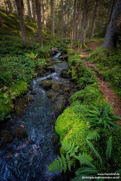 A lush, emerald-green forest cradles a lively mountain stream, its waters dancing over smooth, moss-covered rocks. Sunlight filters through the dense canopy, casting dappled patterns on the vibrant undergrowth, where ferns and thick moss thrive in the damp, cool air. The stream, clear and sparkling, meanders through the woodland, its gentle murmur blending with the rustling leaves and distant bird calls. Towering trees, their trunks wrapped in a tapestry of green and brown, stand as silent guardians of this untouched wilderness. The atmosphere is one of tranquil beauty, inviting hikers to pause and soak in the serenity of nature’s embrace—a perfect moment along a secluded forest trail.