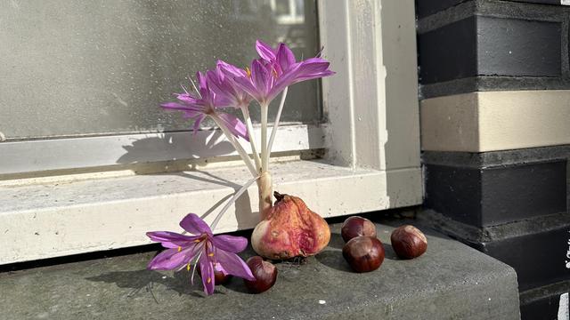 Pretty purple flowers coming out of a bare bulb sitting on an outside window sill.