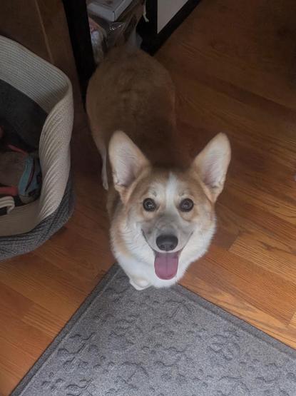 Ole, Beloved of the Aesir and Vanir, a handsome young Corgi  looking up, ears up, tongue out