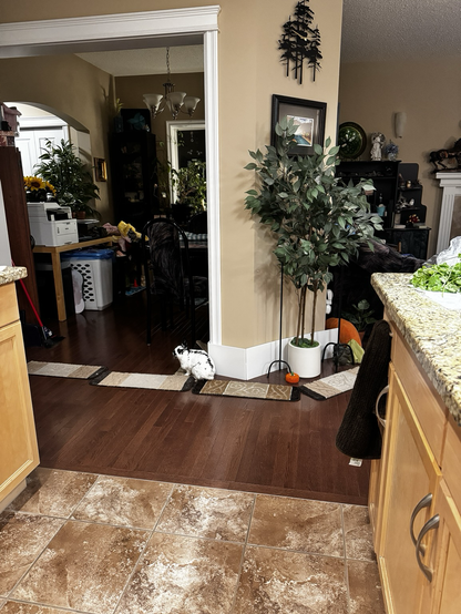 Skye bunny stops to see if Bunmum is done making salads