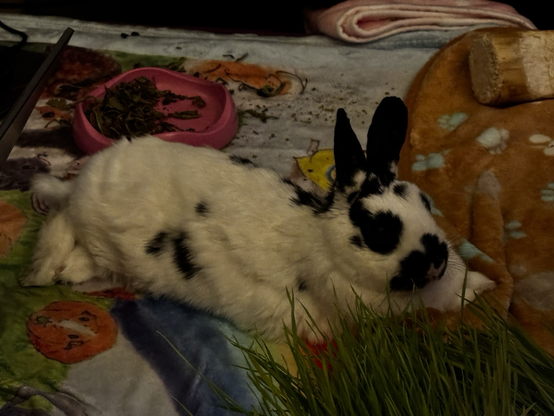 Bunny relaxes with a full tummy