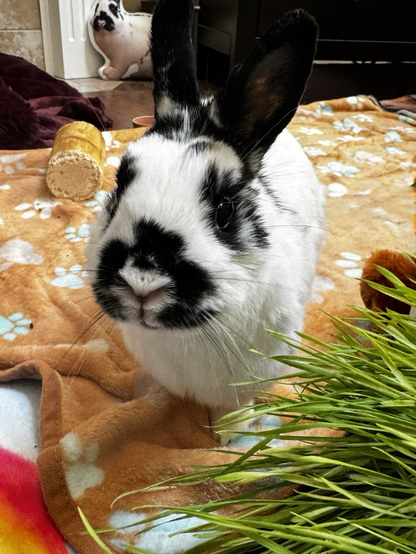 Beautiful Skye looking hopefully at the camera for a grape.