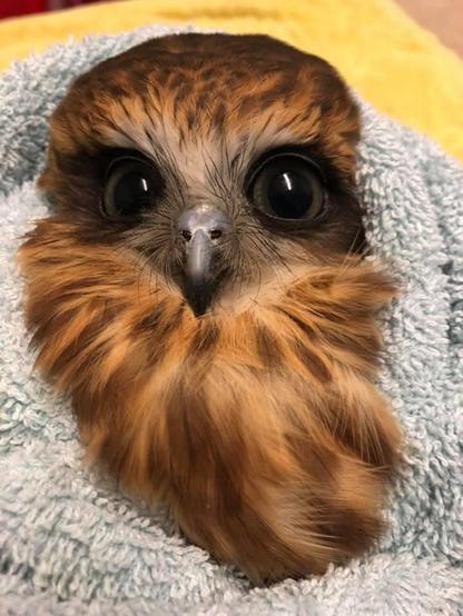 An Australian Boobook owl has a glorious mane of feathers bursting from chin and chest, mostly hazel with streaks of honey and ginger. There's a deep earthy-brown mask around the outer sides of his eyes and a flash of cream across his beak and brow. Irises are dark grey-green like kombu seaweed. The rest of him is obscured by the platinum blue towel in which he's wrapped. A second yellow towel is laid behind. His expression is one of suspicion, and perhaps a little frustration at being unable to recoil his head from the photographer further than it already is.
