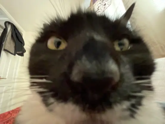 extreme closeup of nias face with a wide angle lens, so her nose looks massive and her face is a perfect circle. also only 1 ear is visible for some reason