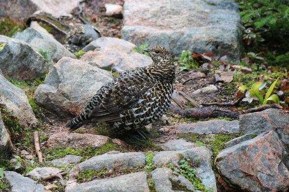 Close-up photograph of a female spruce grouse, stopped on the ground in the middle of a rocky trail. The bird is mottled brown and gray on the back, and paler on the belly, brown and white. Its brown head is turned back and looks at the photographer, with a black eye and a red spot on the inner corner. Green moss and small plants grow between the gray-pink rocks of the trail.

Photographie en gros plan d'un tétras du Canada femelle, arrêté au sol au milieu d'un sentier rocheux. L'oiseau est tacheté brun et gris sur le dos, et plus pâle sur le ventre, brun et blanc. Sa tête brune est retournée vers l'arrière et regarde la photographe, avec un oeil noir et une tache rouge au coin interne. De la mousse verte et de petites plantes poussent entre les rochers gris-rose du sentier.