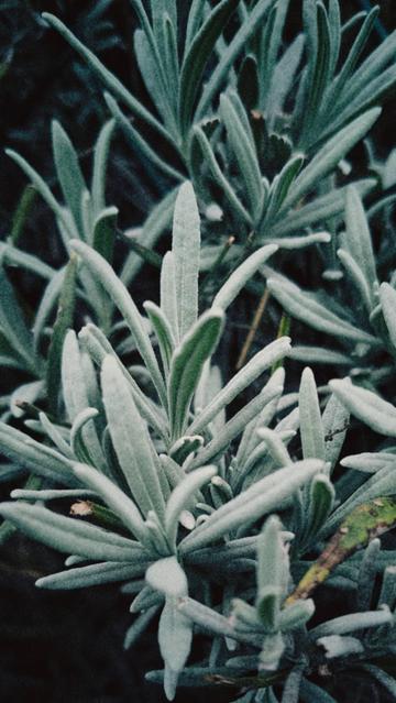 Close-up of sage plant with silvery-green, fuzzy leaves densely clustered on stems against dark background.