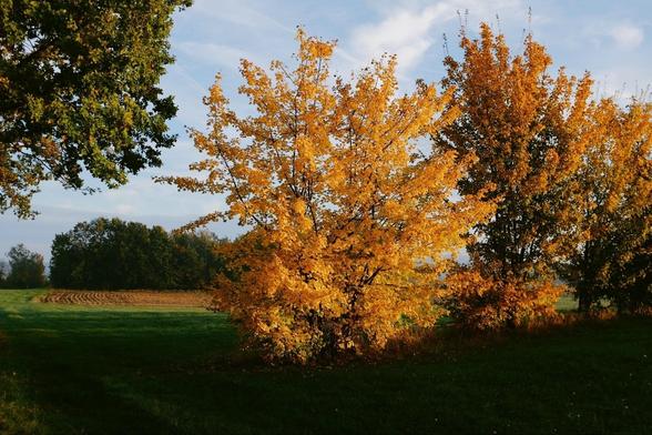 A few maple trees with yellow leaves in a grassy field against a blue sky.