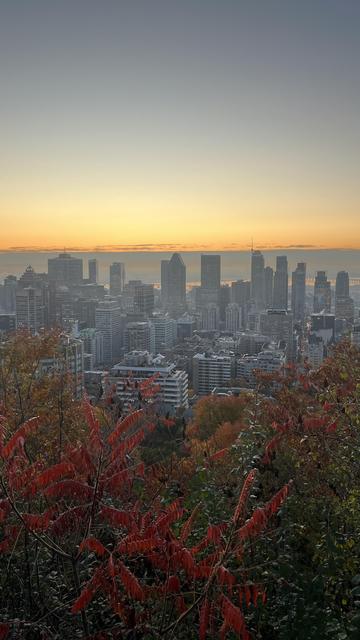 Skyscrapers in Montreal rise up behind a foreground of trees and shrubs in all colors of the spectrum from green to yellow, orange, and red