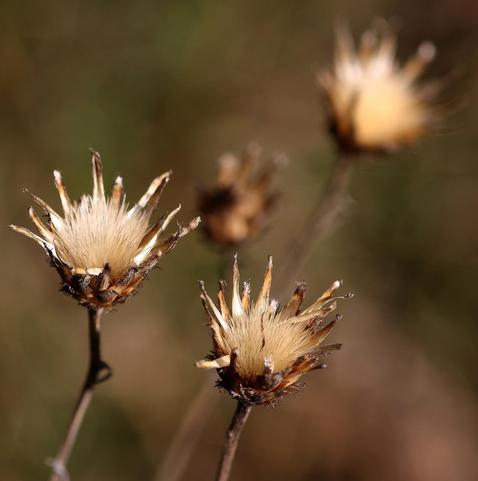 Macro photograph of four dried star-shaped flowers, brown on the outside and cream white in the middle, in the warm light of a late autumn day. The background is green and blurred.

Photographie macro de quatre fleurs séchées en forme d'étoiles, brunes à l'extérieur et blanc-crème au milieu, dans la lumière chaude d'une fin de journée d'automne. L'arrière-plan est vert et flou.
