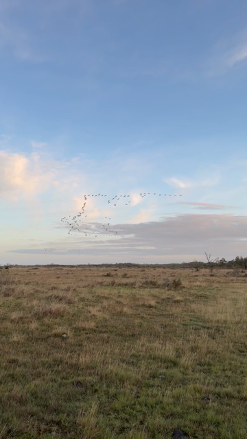 View over a flat grassy landscape with a blue sky and some light fluffy clouds, a quite big group of barnacle geese fly over a gravel road where a man in dark clothes carrying a scope is standing, he is turning as the geese pass him.