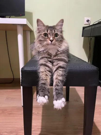 Nova is sitting on Luna's piano chair in a very silly way, she's like a sphinx except her paws are hanging off the chair, but still stretched forward. She's owo. View from the front