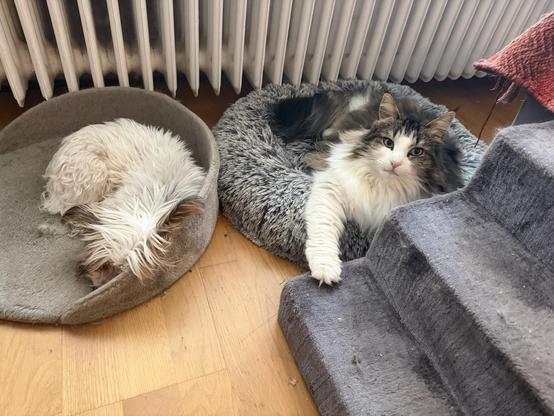 Ein kleiner Hund rollt sich in einem runden Bett zusammen und eine flauschige Katze ruht in einem größeren Bett in der Nähe. Es gib einen Heizkörper im Hintergrund.