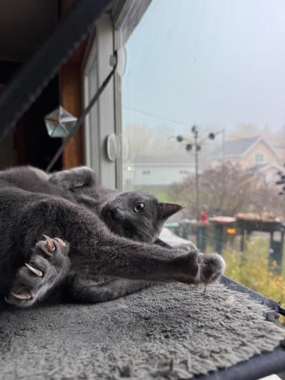Grey cat lying on his side with one forepaw through his back legs with all claws extended closer to the camera with his head in the mid-ground and a foggy October morning in the background.