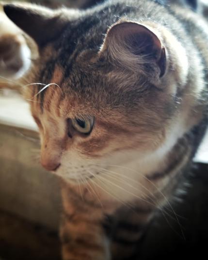 Close up of a calico cat looking to the side