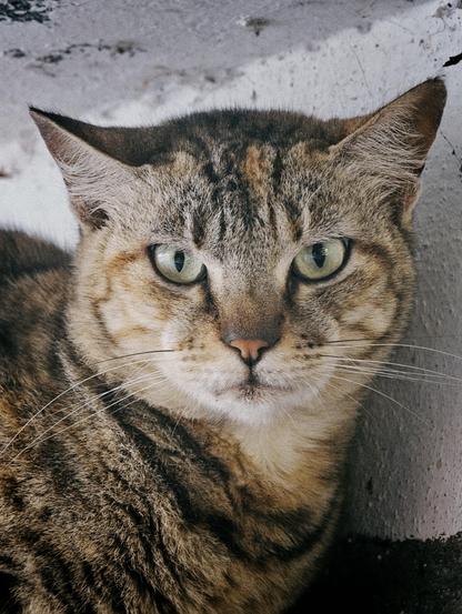 A grey and orange cat's portrait