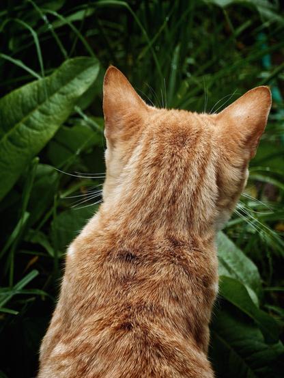 Looking at an orange cat from behind.