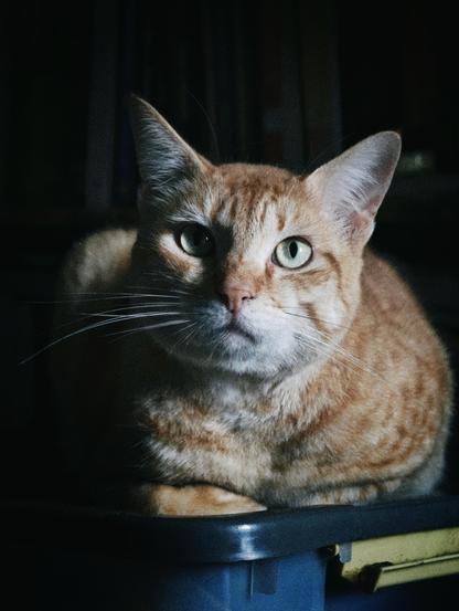 An orange cat sat in loaf position