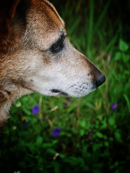A black and brown dog looking to the right
