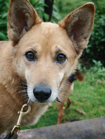 A light brown dog looking at the camera