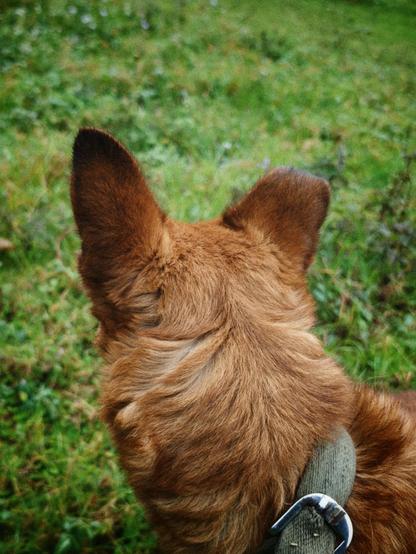 A brown dog looking away from the camera