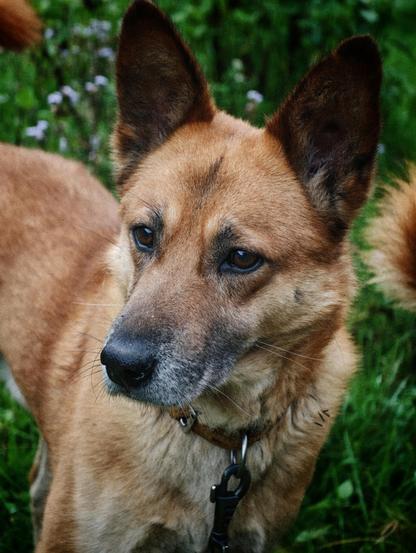 A brown dog looking at something behind the camera
