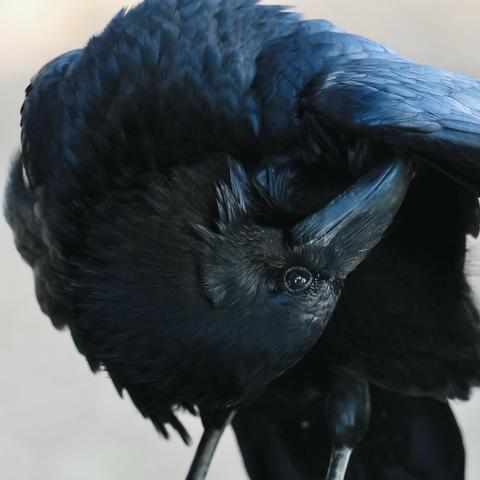 A closeup of a raven preening its shoulder and wings