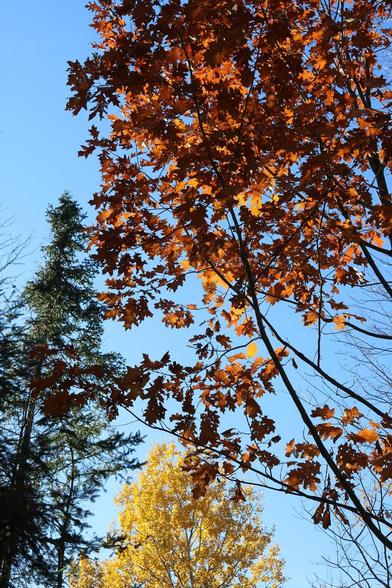 Low-angle shot of three colorful trees in the sun in autumn, against the bright blue sky: in the foreground on the right side of the image, a red oak with coppery leaves; behind and below, a birch with yellow leaves; and behind on the left side, a green spruce.

Photographie en contre-plongée de trois arbres colorés et au soleil en automne, contre le ciel bleu vif : en avant-plan du côté droit de l'image, un chêne rouge aux feuilles cuivrées; derrière et plus bas, un bouleau aux feuilles jaune; et derrière du côté gauche, une épinette verte.
