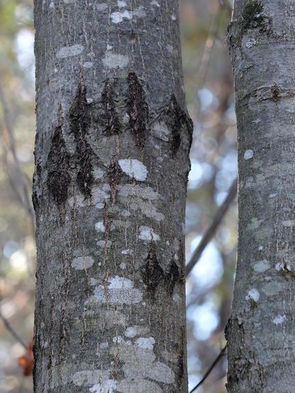 Black claw marks of a bear on the trunk of a tree.