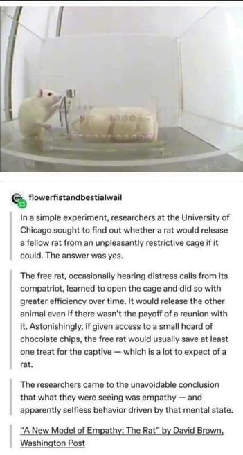 flowerfistandbestialwail
In a simple experiment, researchers at the University of Chicago sought to find out whether a rat would release a fellow rat from an unpleasantly restrictive cage if it could. The answer was yes.
The free rat, occasionally hearing distress calls from its compatriot, learned to open the cage and did so with greater efficiency over time. It would release the other animal even if there wasn't the payoff of a reunion with it. Astonishingly, if given access to a small hoard of chocolate chips, the free rat would usually save at least one treat for the captive - which is a lot to expect of a rat.
The researchers came to the unavoidable conclusion that what they were seeing was empathy - and apparently selfless behavior driven by that mental state.
"A New Model of Empathy: The Rat" by David Brown, Washington Post