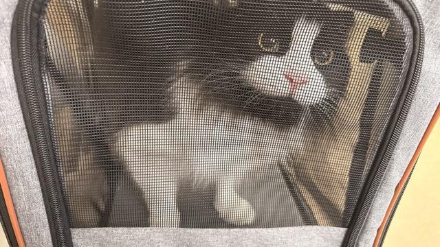 A black and white long-haired cat is in a fabric cat carrier, atop a chair in a vet waiting room.