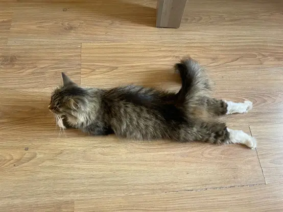 Nova flopped on the floor with her legs spread out behind her like a human, this makes her tail stick up.

Somehow she looks comfy