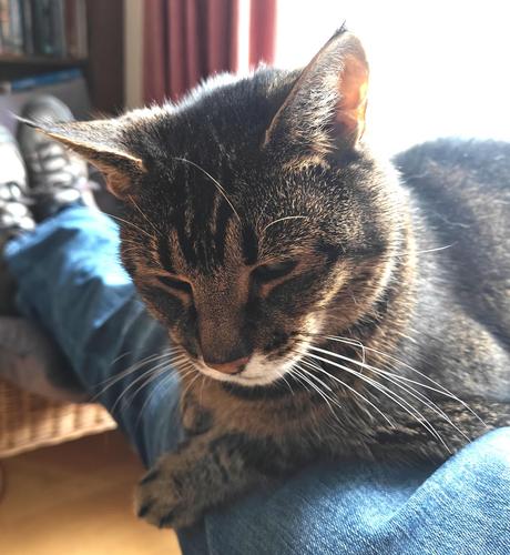 A square colour photograph of a ticked tabby cat sitting on my lap. 

The cat's head fills most of the image. He is ignoring the camera, looking down to the left. He has alternating dark and beige stripes on his head, with a white chin and white whiskers. His front legs are curled underneath him. His body extends to the right.

He is lit from a window out of frame at the right. 

Beneath him are my legs, in blue denim.