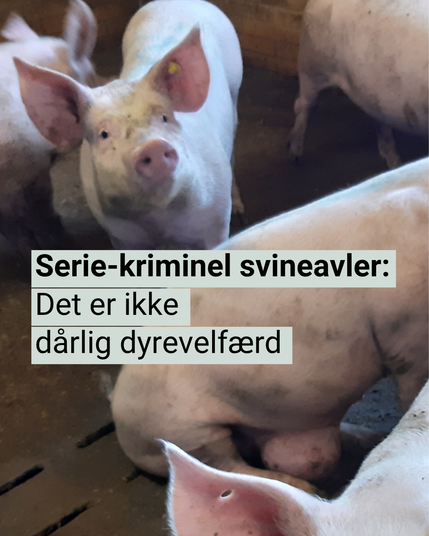 Serie-kriminel svineavler: Det er ikke dårlig dyrevelfærd